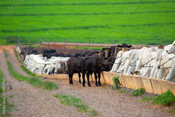 Obraz Confinamento 2