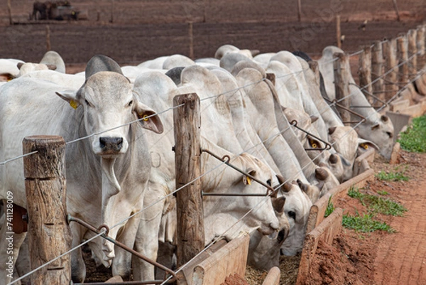 Obraz Confinamento 2