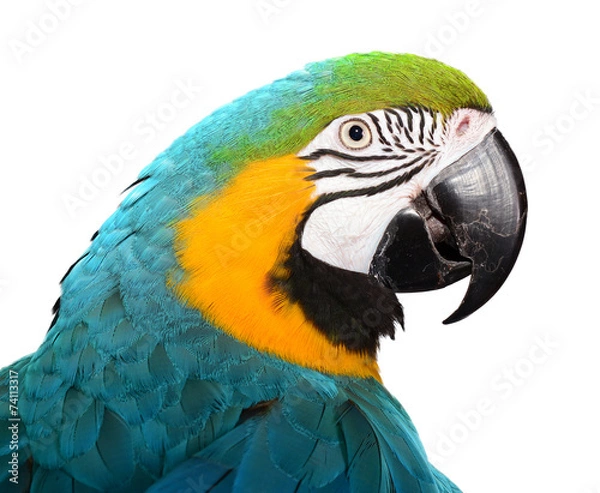Obraz Blue and Gold Macaw