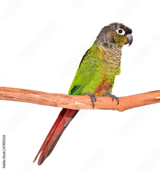 Obraz Green Cheek Conure