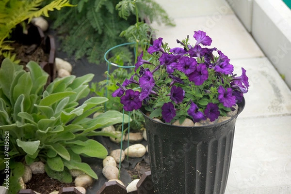Obraz flowers in a pot
