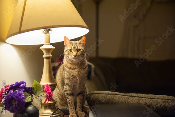 Obraz Cat in a Lamp