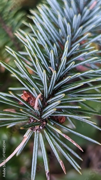 Fototapeta Close up of Sitka Spruce (Picea sitchensis) branch and needles. 