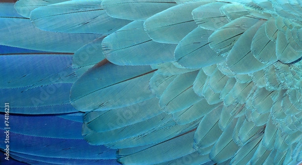 Obraz Macaw Feathers