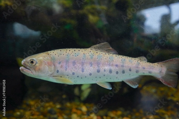 Obraz 日本の東京の水族館の魚