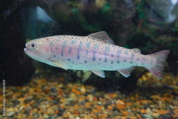 Obraz 日本の東京の水族館の魚