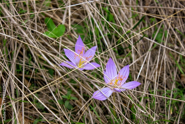 Obraz spring crocus flowers