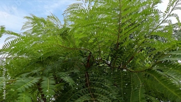 Obraz Tree filled with lots of green leaves. Jacaranda mimosifolia