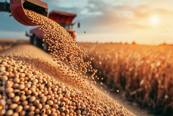 Obraz Pouring soy bean grain into tractor trailer after harvest at field