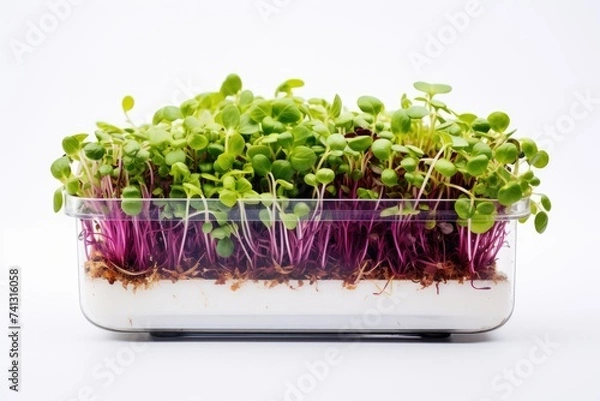 Fototapeta A luxurious transparent jar with fresh micro greenery on a white background.