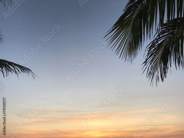 Obraz palm trees at sunset