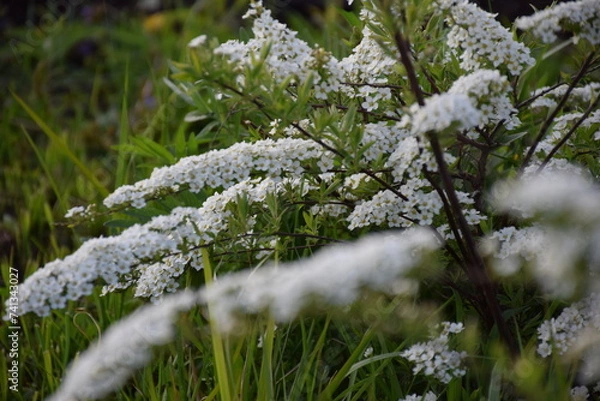 Obraz Flowers, plants,Summer