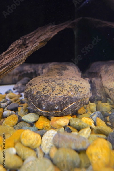 Obraz 日本の東京の水族館の魚