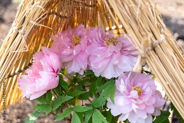 Obraz 上野東照宮ぼたん苑の冬牡丹　八千代椿