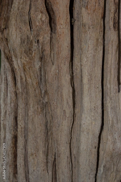 Fototapeta bark textures background
