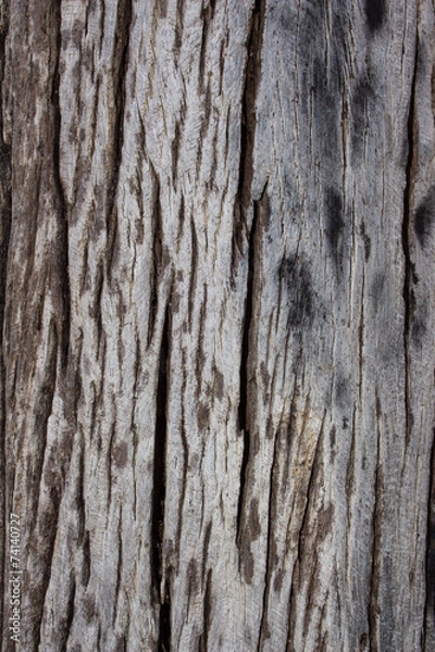 Fototapeta bark textures background