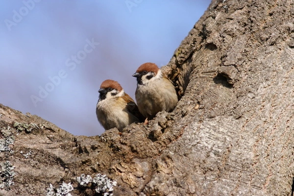 Fototapeta Tree Sparrows