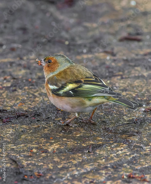 Obraz Chaffinch  on the ground