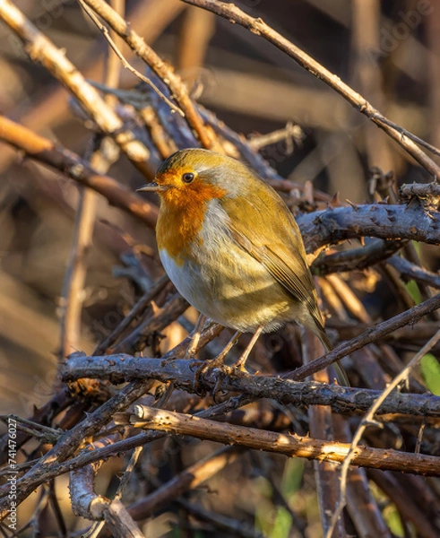 Obraz Robin on branch