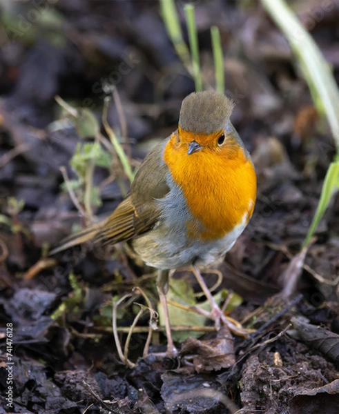 Obraz robin on a branch
