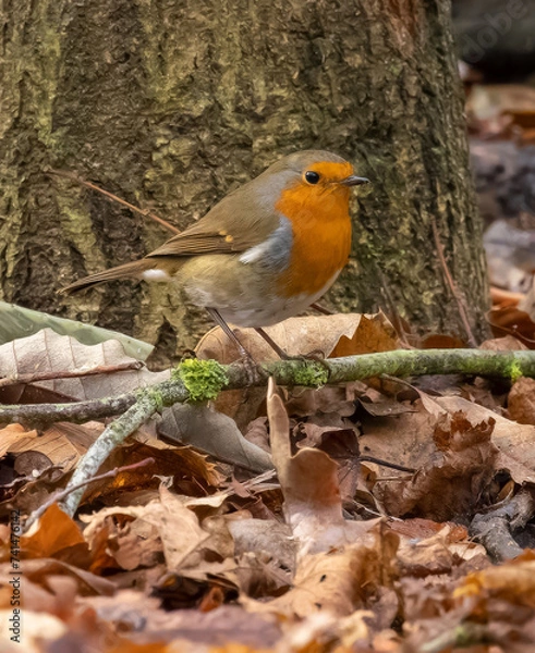 Obraz robin on a branch
