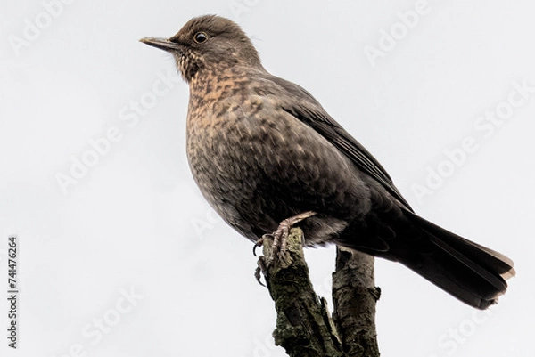 Obraz blackbird on a tree stump
