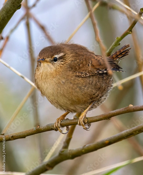 Obraz Wren on Branch