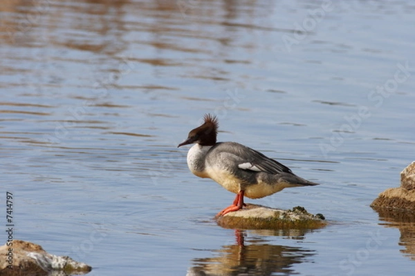 Obraz Goosander - Mergus merganser