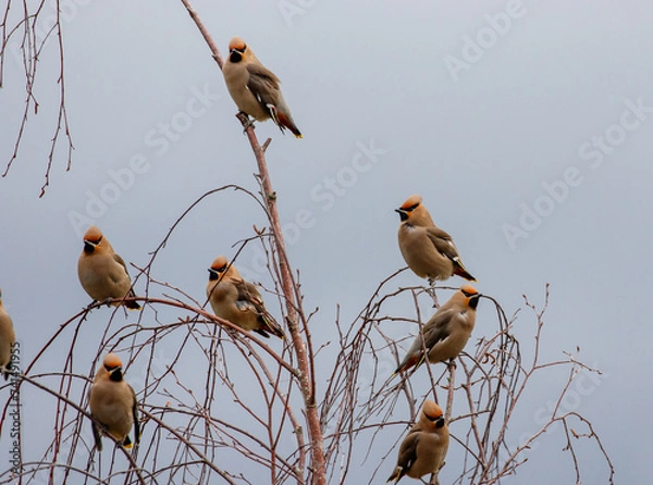 Obraz Waxwing group