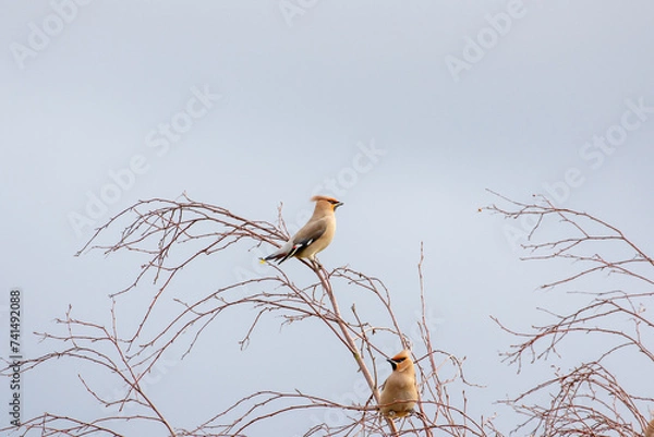 Obraz Waxwings