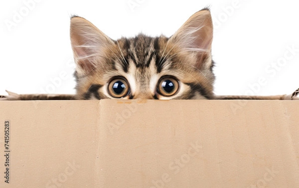 Fototapeta Cat hiding behind cardboard isolated on transparent background. PNG