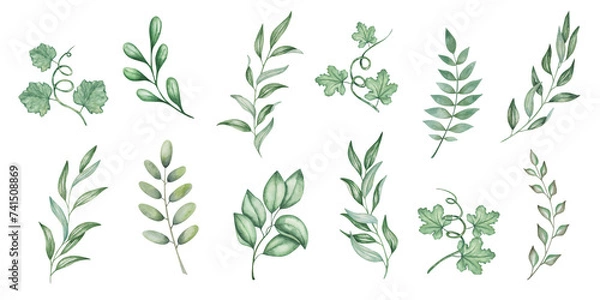 Obraz Watercolor set of illustrations. Hand painted green branches with leaves and tendrils. Olive branch. Eucalyptus. Willow. Pumpkin, squash, melon leaves. Botanical elements. Isolated nature clip art
