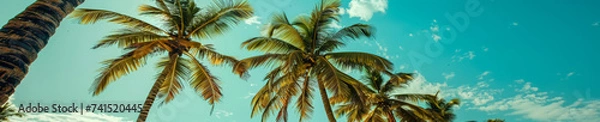 Fototapeta Panorama tropical beach with coconut palm trees, panoramic palm tree with sky background, copy space