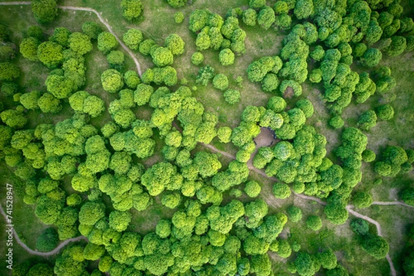 Obraz Green forest top-down view