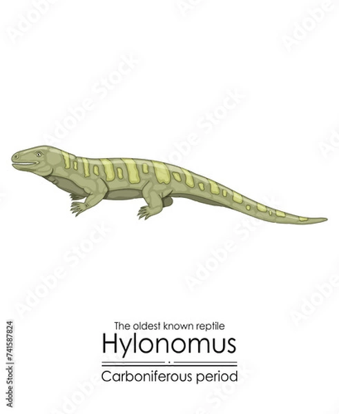 Fototapeta Hylonomus, the oldest reptile, a stem tetrapod from the Carboniferous Period. Colorful illustration on a white background