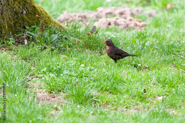 Obraz Turdus merula, Blackbird.