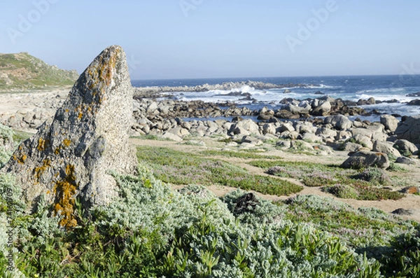 Fototapeta punta de tralca