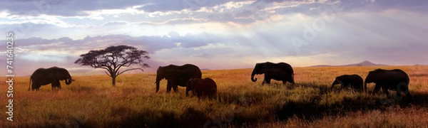 Obraz African elephants at sunset in the Serengeti national park. Africa. Tanzania. Banner format.