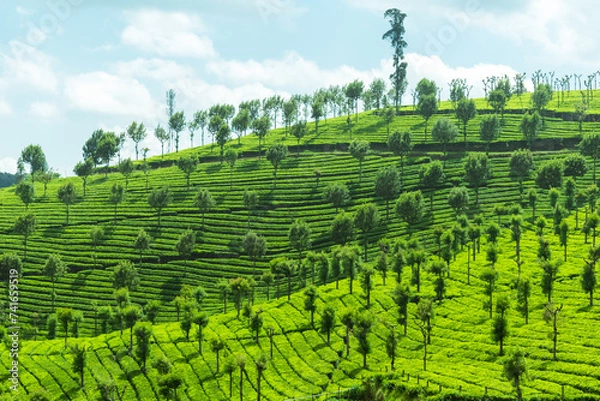 Fototapeta The beautiful green tea gardens in the village of Ketty near Ooty in the Nilgiri Hills of Tamil Nadu.