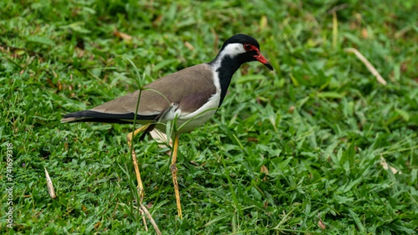 Fototapeta Close up view of Red Wattled Lapwing