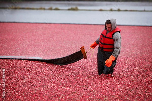 Obraz Cranberry Harvesting