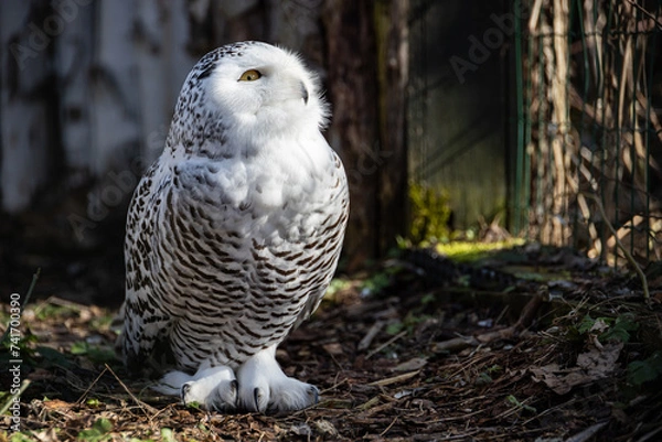Obraz Snowy owl on the ground looking up