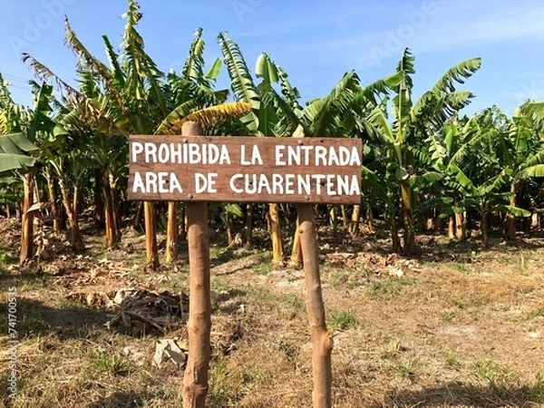 Obraz Biosecurity quarantine sign restricted zone within banana farms infected with Fusarium wilt Foc TR4 