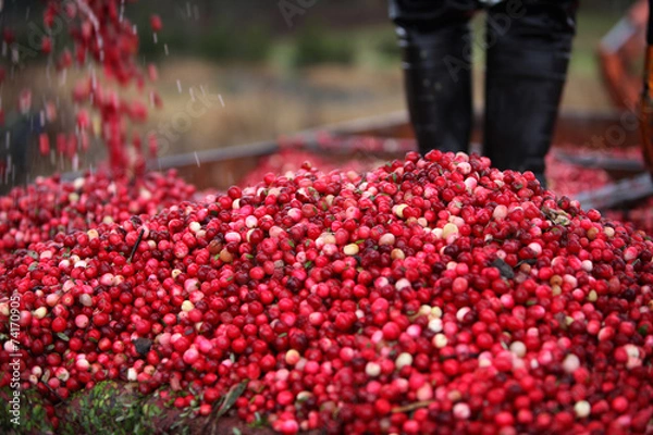 Obraz Cranberry Harvesting