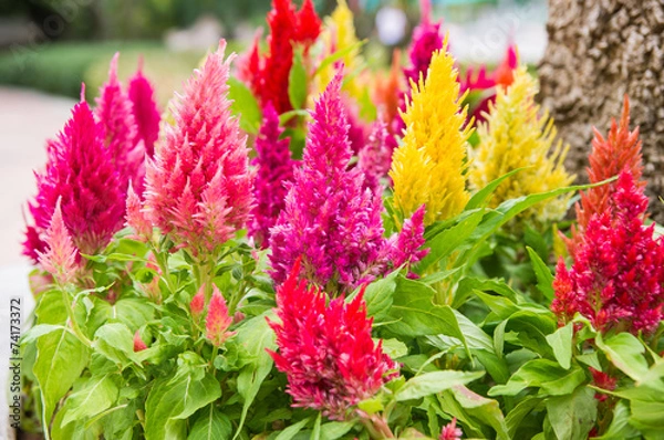 Obraz Cockscomb flowers