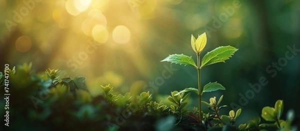 Fototapeta Young plant in the morning light on green blurred nature background. Generative AI