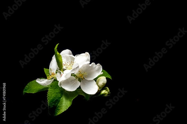 Fototapeta Branch of blossoming cherry with white flowers on a black background. Springtime concept