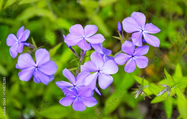 Obraz Blue phlox close up with green background