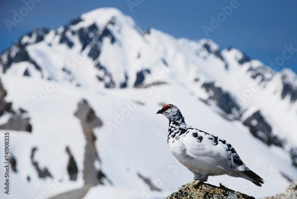 Fototapeta 特別天然記念物　ライチョウ
