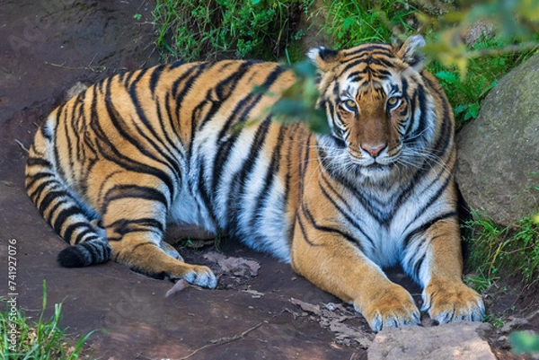 Obraz Tiguer looking at camera